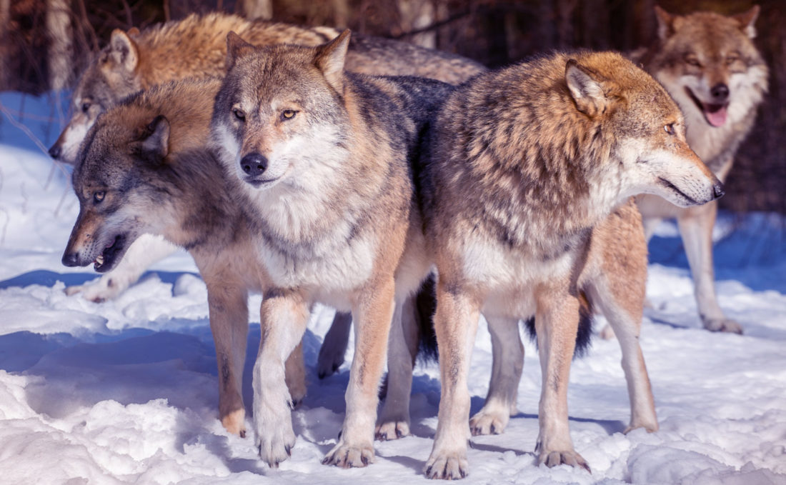 Our Wolf Pack is Growing Catchfire Creative